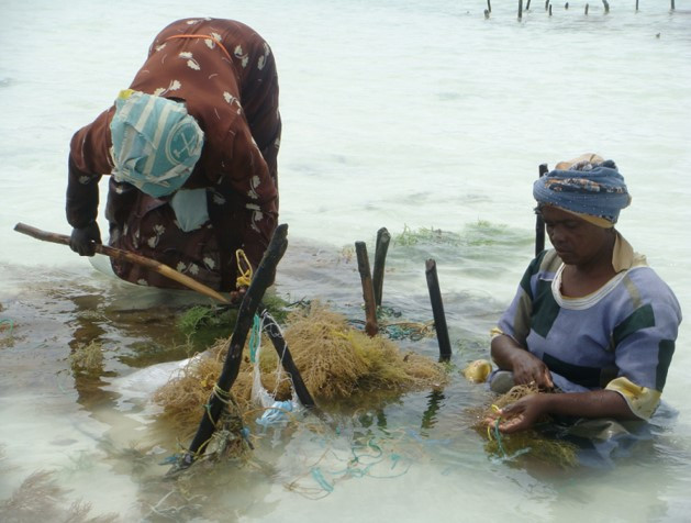 woman seaweed farmers, Women empowerment, gender organisation, gaf, GAF